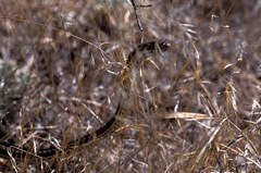 Masticophis taeniatus taeniatus