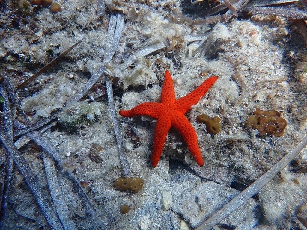 Immagine rappresentativa del genere Echinaster