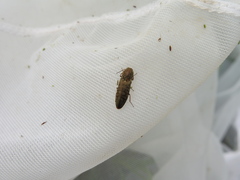 Actenicerus siaelandicus