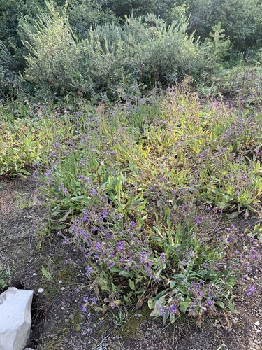 Image of Eurybia integrifolia by no rights reserved