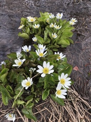 Caltha chionophila