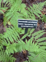 Dennstaedtia punctilobula
