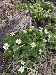 Caltha chionophila