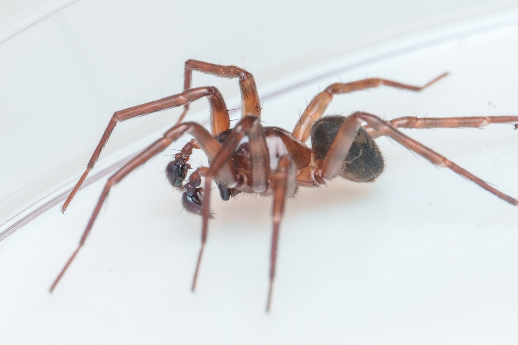 Owl Woodland Spider