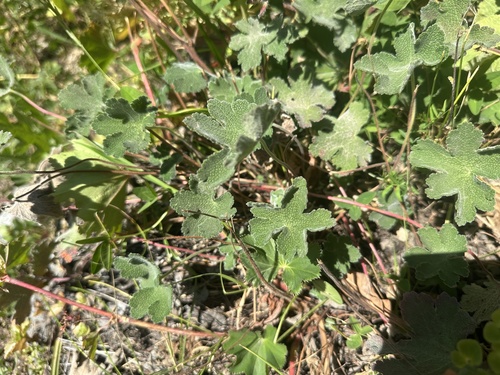 Geranium renardii, photograph 4