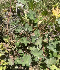 (c) Katrin Simon, some rights reserved (CC BY) Geranium renardii, photograph (c) Katrin Simon, some rights reserved (CC BY)
