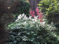Astilbe