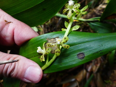 Prosthechea crassilabia