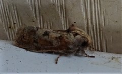 Acrolophus plumifrontella