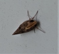 Acrolophus plumifrontella