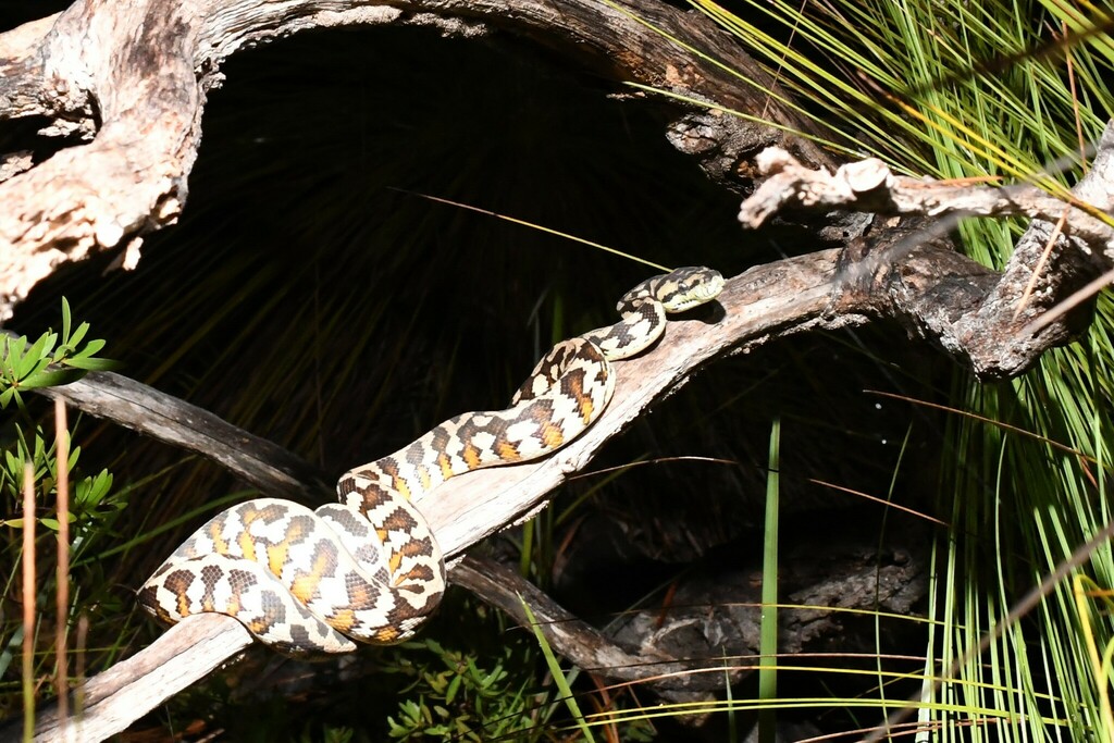 Carpet Python in January 2023 by Daniel Townend · iNaturalist