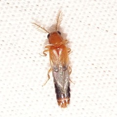 Distremocephalus texanus