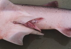 Notorynchus cepedianus