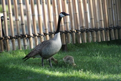 Branta canadensis