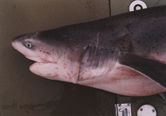 Notorynchus cepedianus