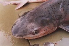 Notorynchus cepedianus