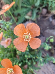 (c) Roland Godon, some rights reserved (CC BY) Papaver armeniacum, photograph (c) Roland Godon, some rights reserved (CC BY)