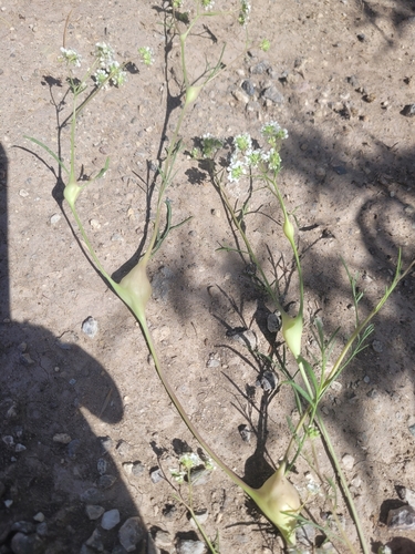 Çakçakotu (Lepidium vesicarium)