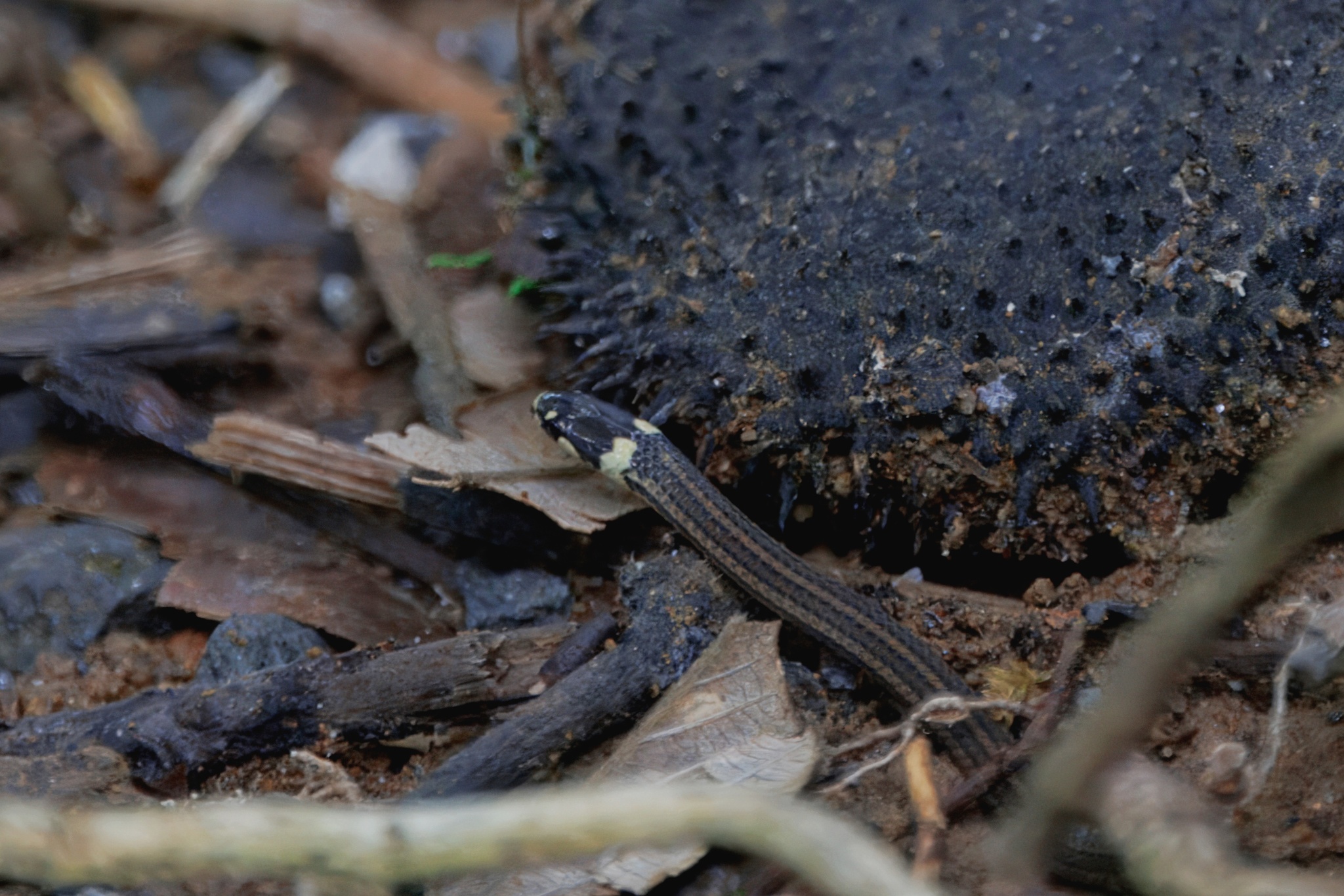 Litter Snake photo 7