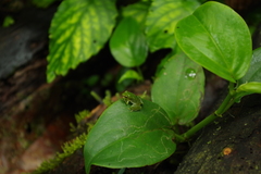 Pristimantis enigmaticus