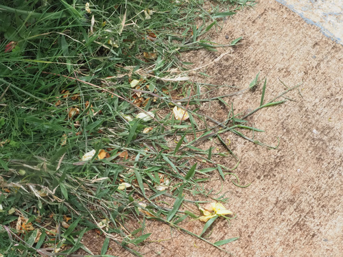 Urochloa distachyos, photograph 2