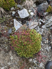 Saxifraga kolenatiana