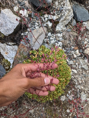 Saxifraga kolenatiana, photograph 1