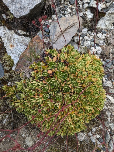 Saxifraga kolenatiana, photograph 2