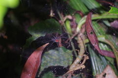 Aglaoctenus castaneus