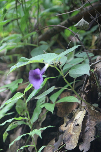 Achimenes hintoniana (Achimenes hintoniana)
