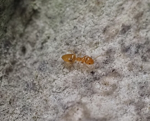 Little Yellow Ant photo 5
