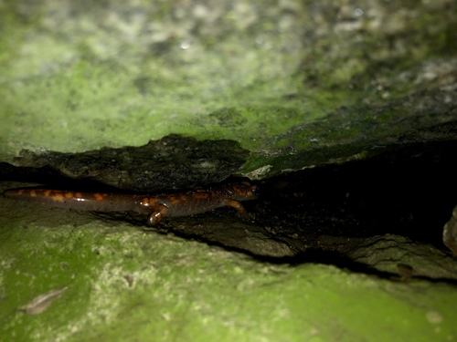 iNaturalist observation photo of Sierra Nevada Ensatina