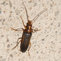 Nacerdes carniolica