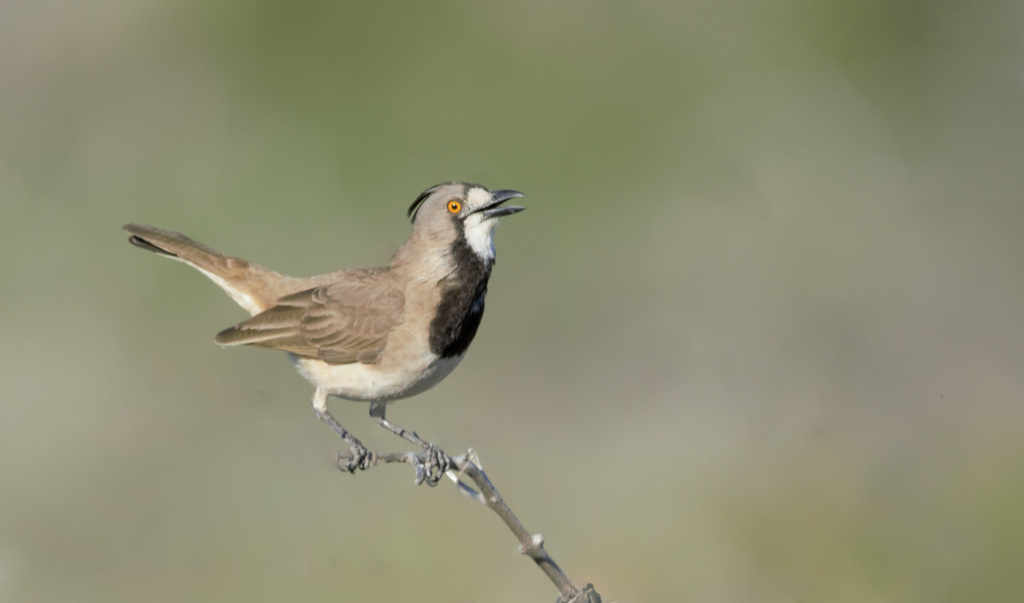 Australo-Papuan Bellbirds