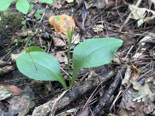 Large widelip orchid (Liparis kumokiri)