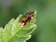 Notoxus monoceros