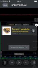 Pipistrellus pipistrellus