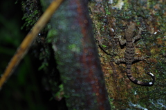 Gonatodes concinnatus