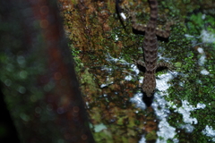 Gonatodes concinnatus