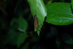 Coscineuta pulchripes