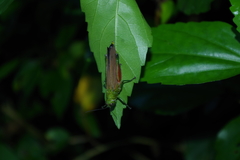 Coscineuta pulchripes