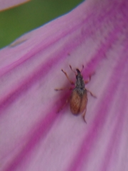Malvapion malvae