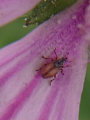 Malvapion malvae