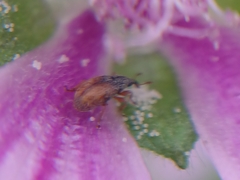 Malvapion malvae