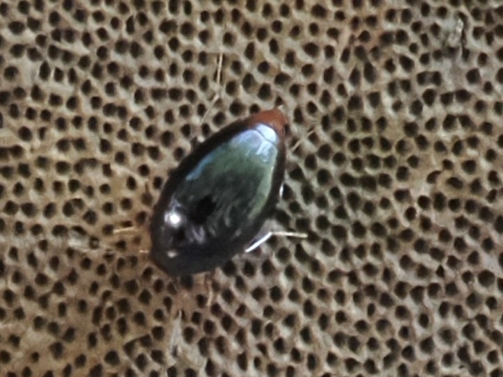 Scaphisoma boreale