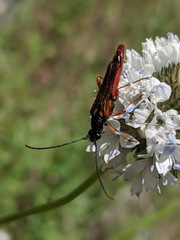 Neobellamira delicata
