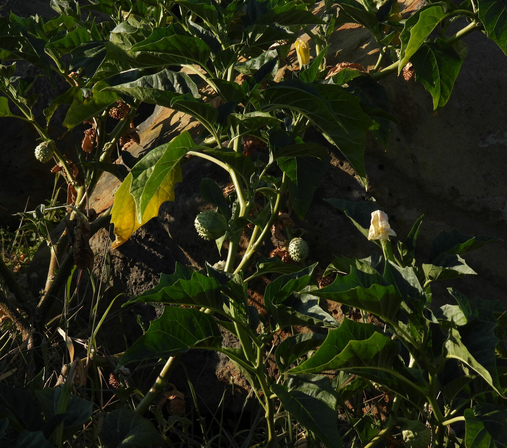Datura metel — ảnh 2