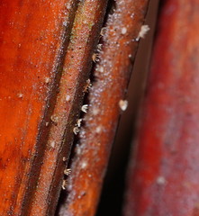 Hispidula dicksoniae