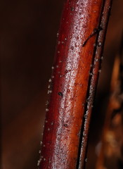 Hispidula dicksoniae