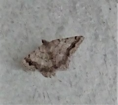 Digrammia ocellinata